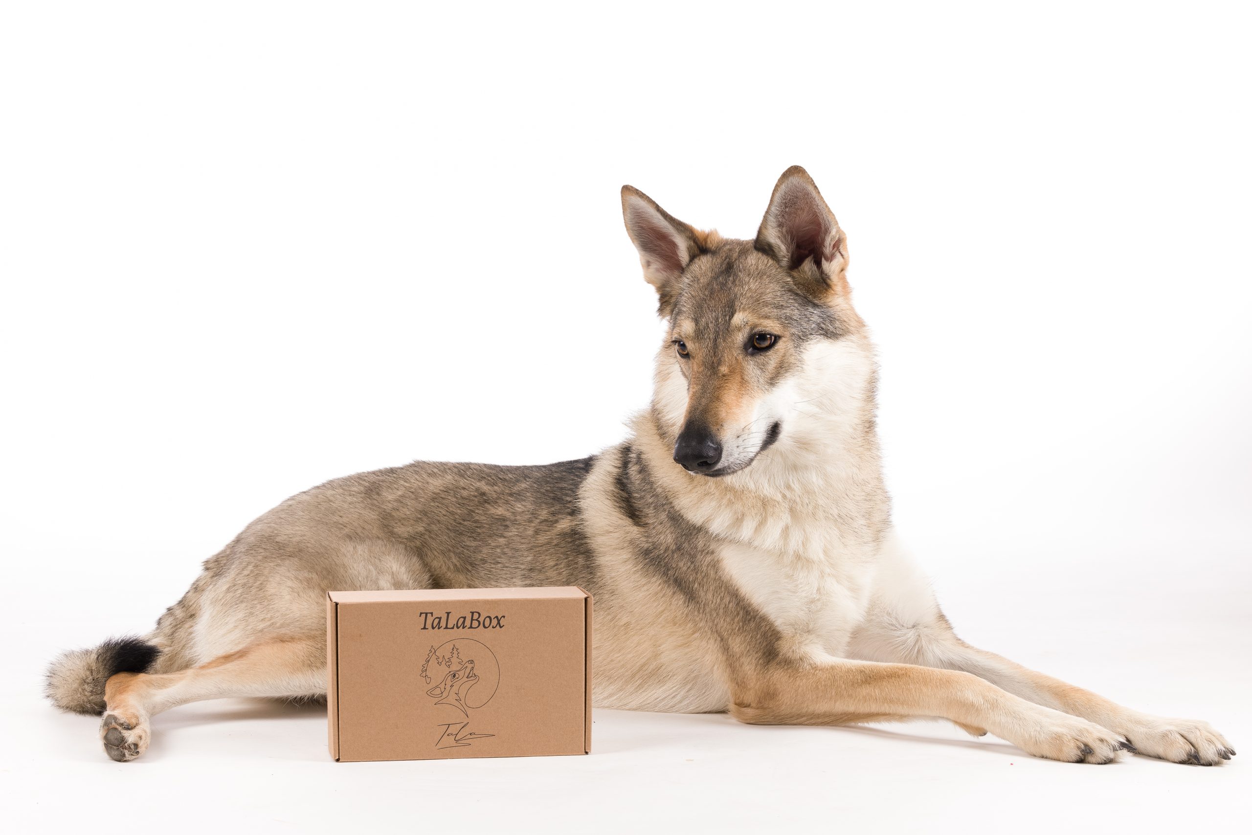 đ Christmas Box â Le coffret festif pour faire plaisir Ă votre chien ! đ â Image 4