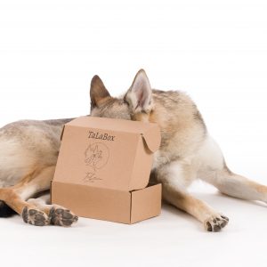 🎄 Christmas Box – Le coffret festif pour faire plaisir à votre chien ! 🎁