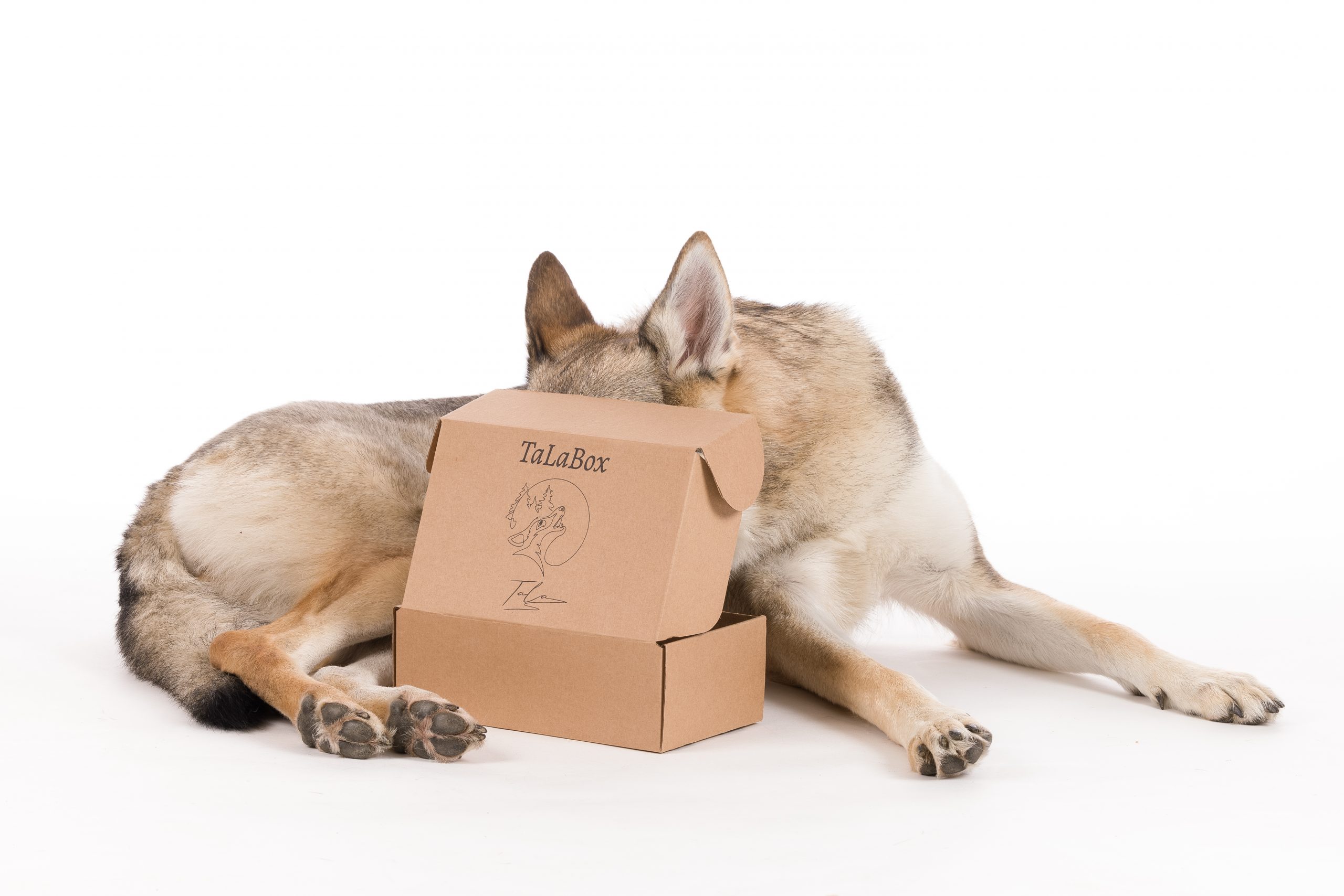 đ Christmas Box â Le coffret festif pour faire plaisir Ă votre chien ! đ