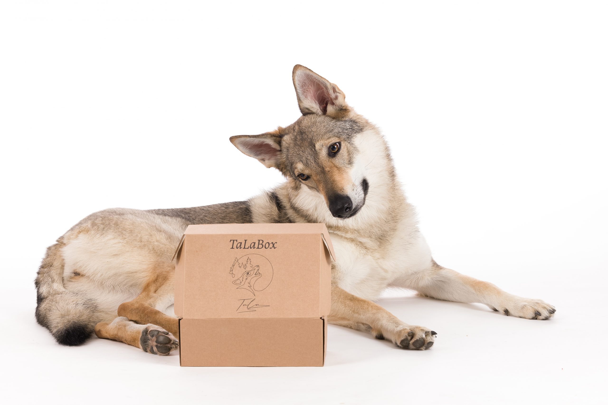 đ Christmas Box â Le coffret festif pour faire plaisir Ă votre chien ! đ â Image 2